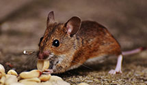 24 Hour & Emergency Exterminators in Univ Of Ca Santa Barbara, CA